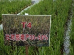 Experimental Hybrid Rice